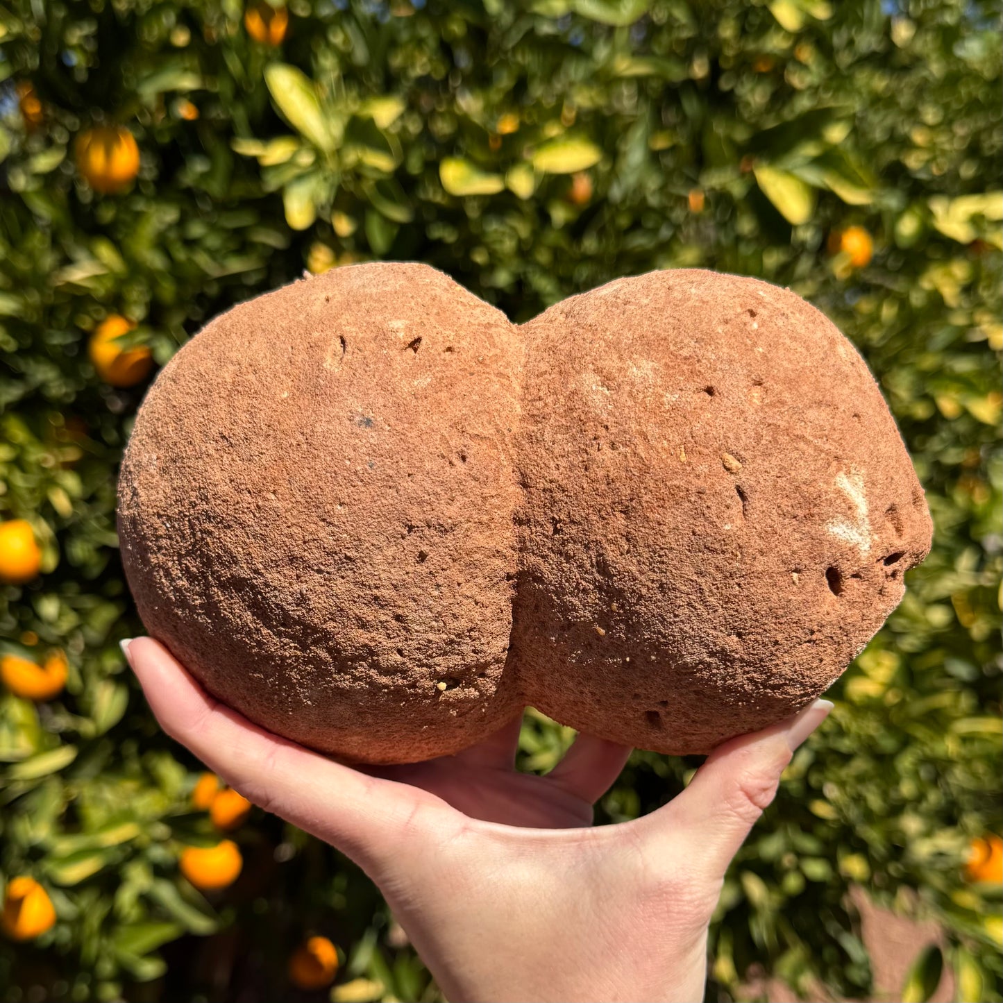 The backside of the specimen, which looks like a backside. Two relatively similar sized sphered melded together with a seam down the middle.