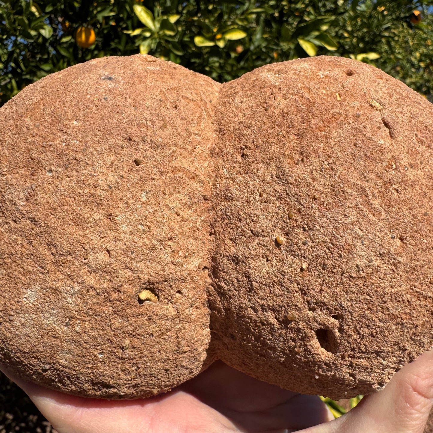Detail view of the rounded spheres of the back, showing the grainy sandstone texture has some larger pebbles mixed in. There is also a light worm-like pattern on the surface between the two spheres.