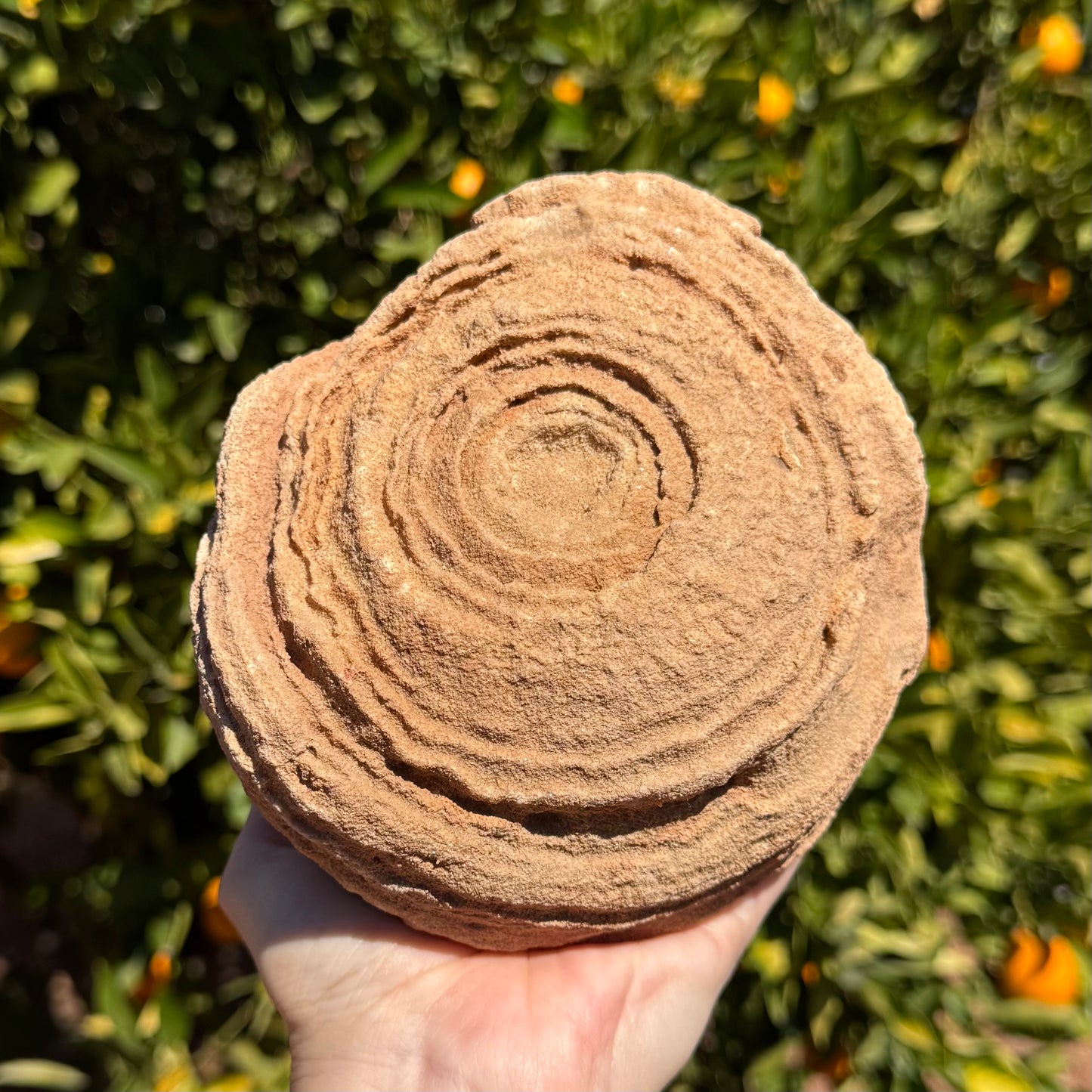 A large round pseudo-stromatolite with good concentric layering rings on the main face, which is flat with sides slanted.