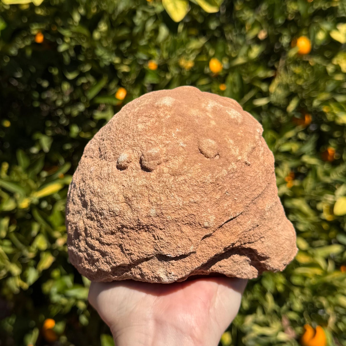 Side-view of the piece held upside-down, a large rounded dome spotted with small round bumps.