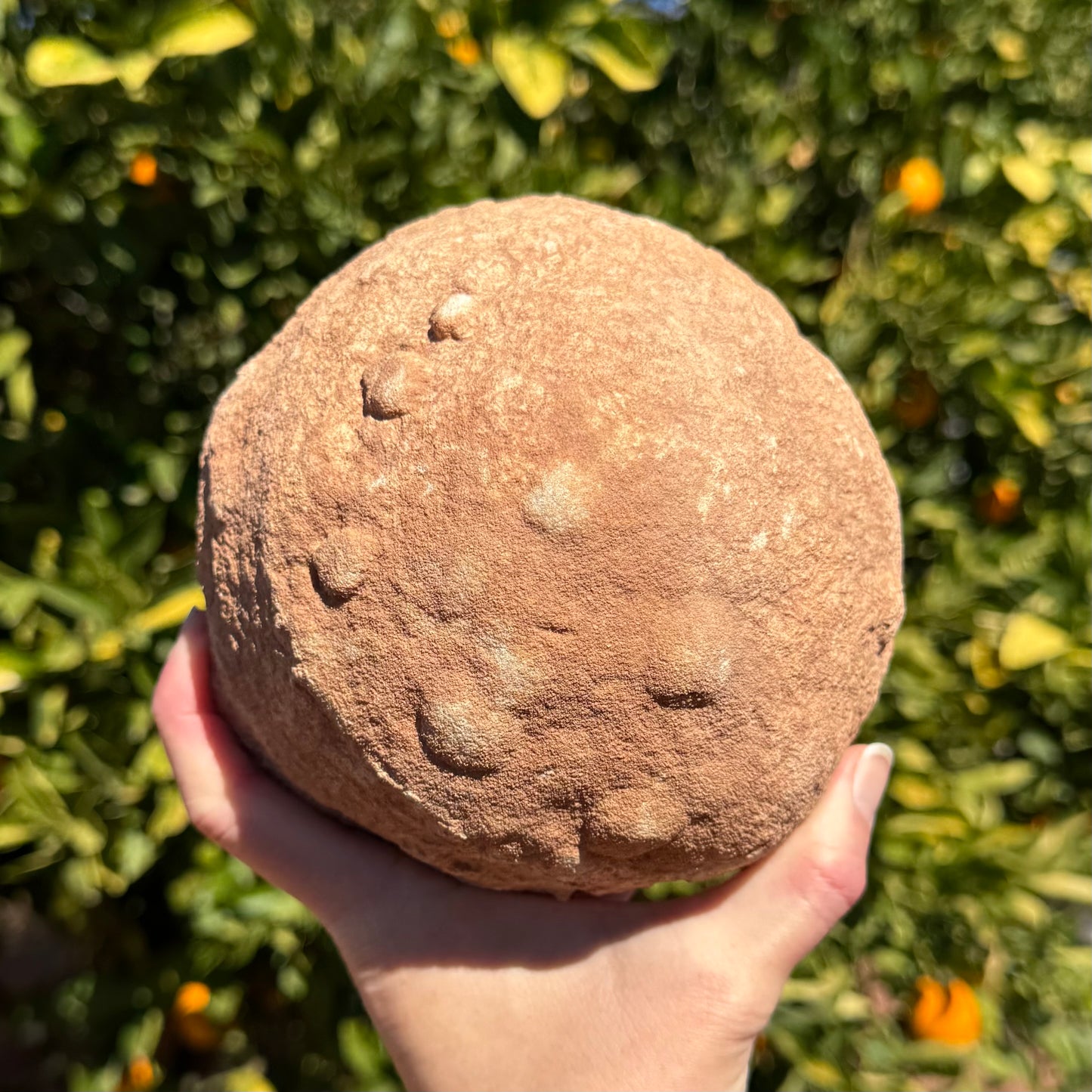The back of the piece, a large rounded dome with warty round bumps across it. The back is slightly more red than the main face.