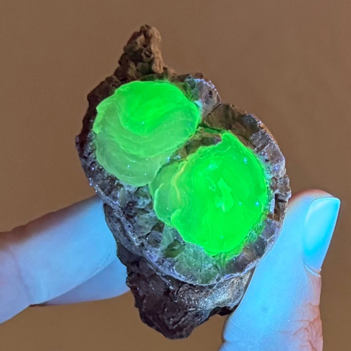 The specimen fluorescing strong yellow-green under UV light in low lighting. The fluorescence is strongest in the center of the pieces, with less reaction toward the base.