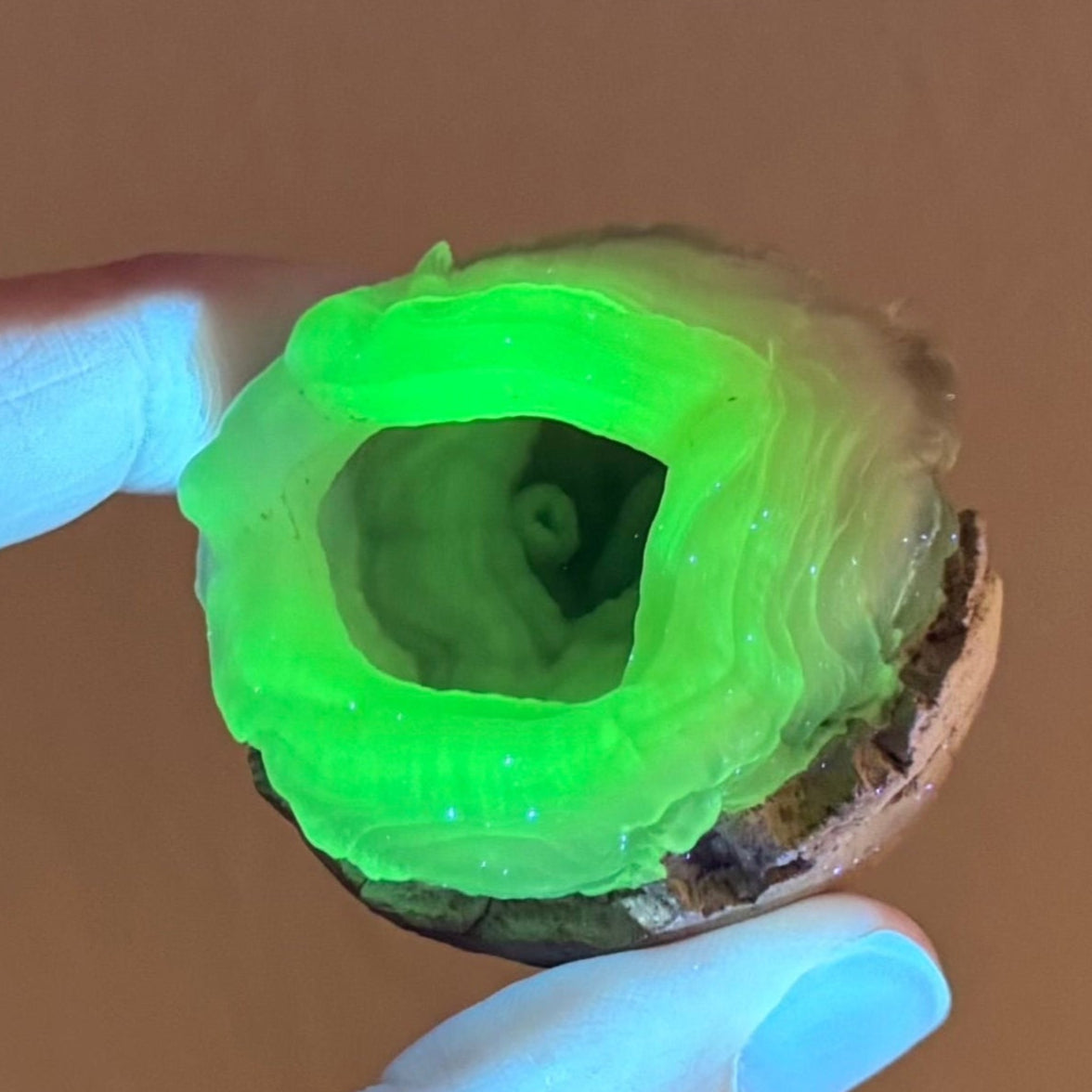 The specimen fluorescing strong yellow-green under UV light in low lighting. The upper layers around the opening have a stronger reaction than those near the base.