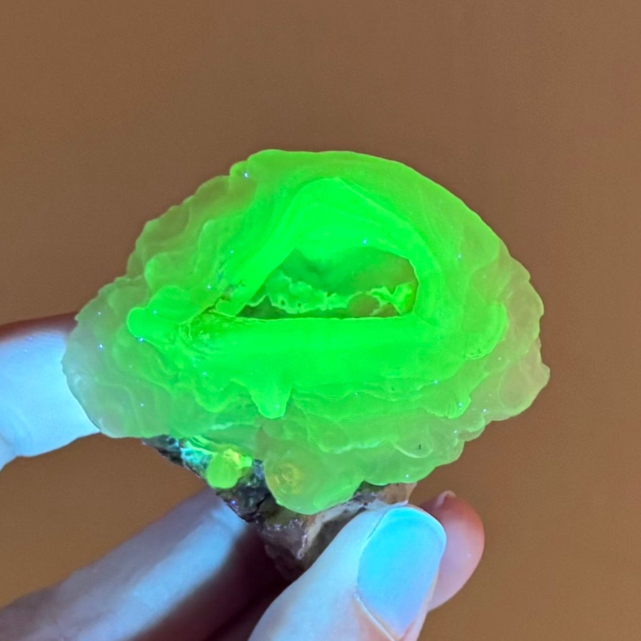 The specimen fluorescing strong yellow-green under UV light in low lighting. The layers toward the top of the opening have stronger reaction.