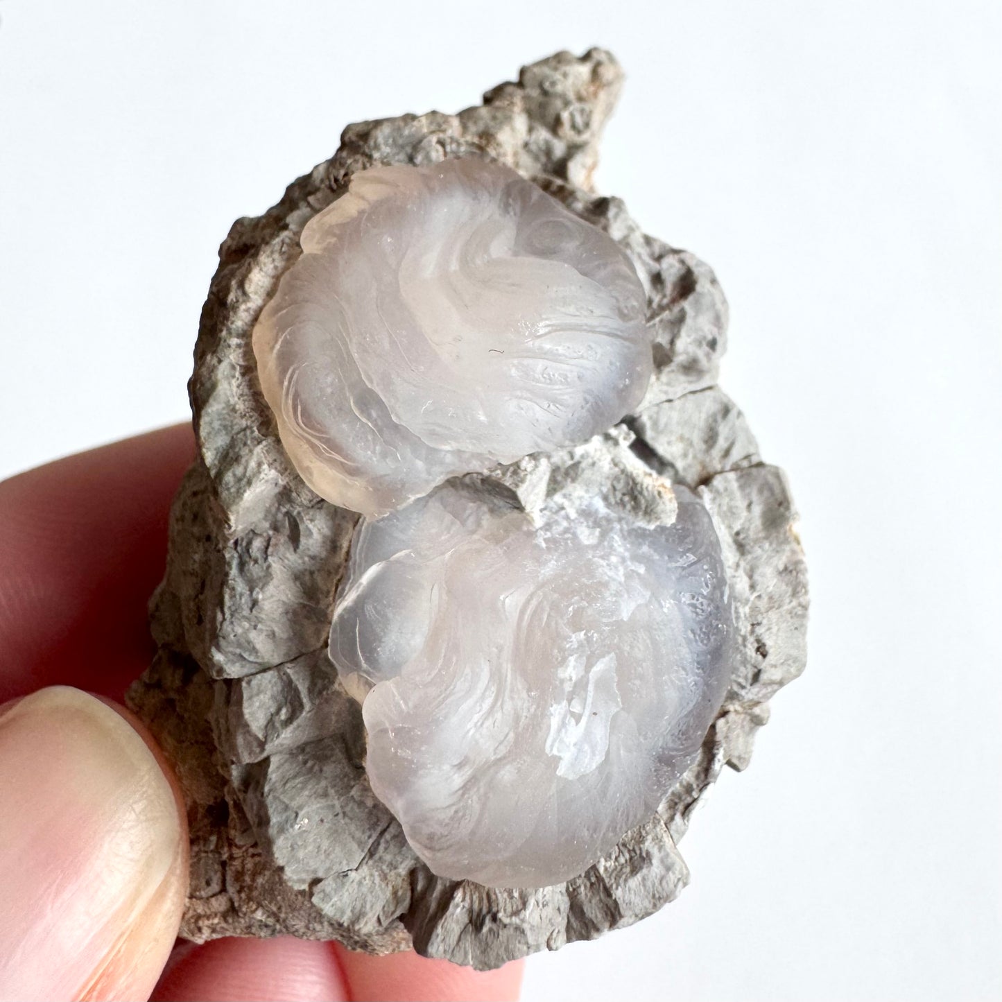A pink chalcedony nodule with two flat, rounded lumps of chalcedony side-by-side an light gray matrix, with faint pink color and a more opaque white center. The surface of the pieces is ropy with fluid patterns like lava.
