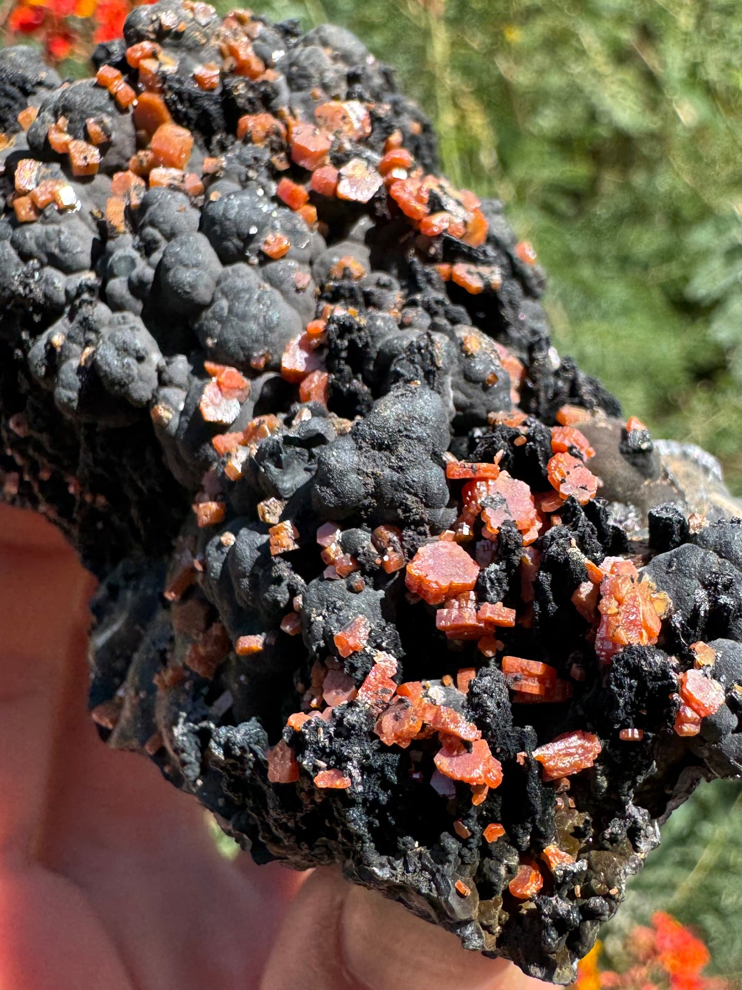 Detail of one end of the specimen, with chunky hexagonal vanadinite crystals mixed into craggy black spires, and covering black botryoidal growth. The crystals are a bit more red-orange than most on top.