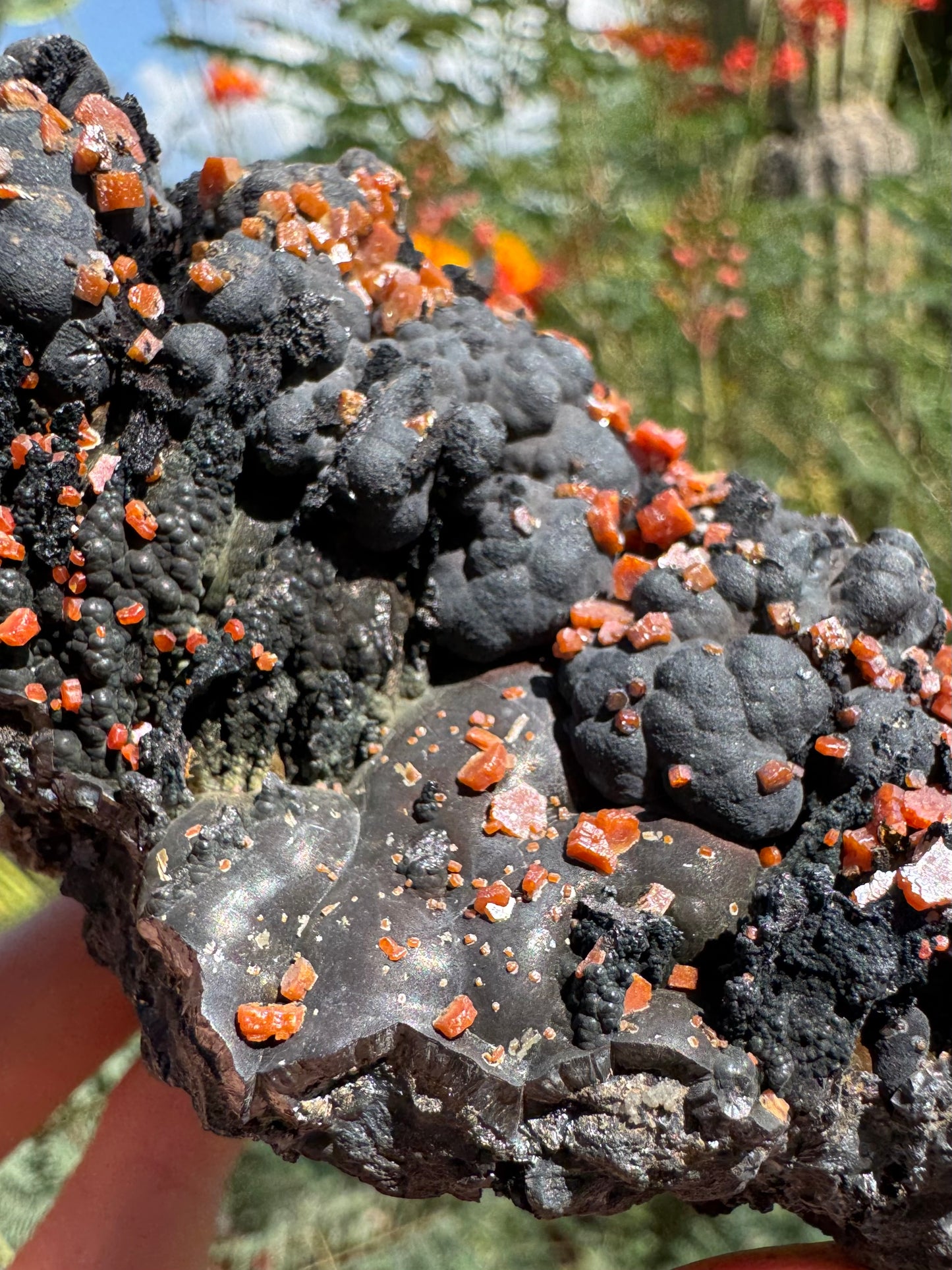 Detail of the shiny slope of more mammillary growth, which is lighter colored and more brown-toned than the black botryoidal mineral. Several large vanadinite crystals cover it and it is dotted with quite a few very small ones. There are well-formed botryoidal spires behind it.