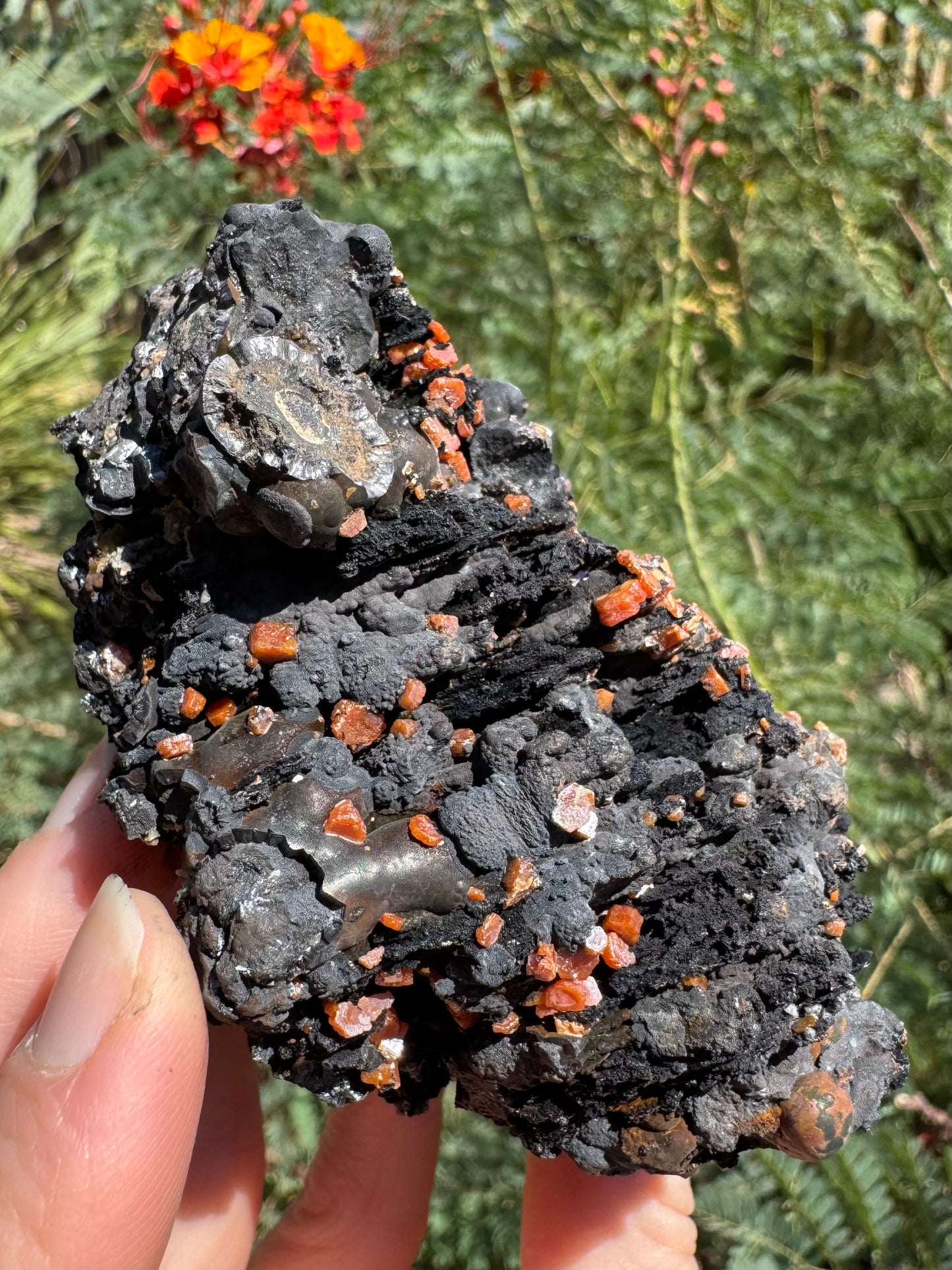 Angled view of the specimen showing the bulbous shiny growth on one side is forming like a crust over more matte black mineral in a patch in the lower left, and has shiny radial needle-like composition reflecting in a patch above.