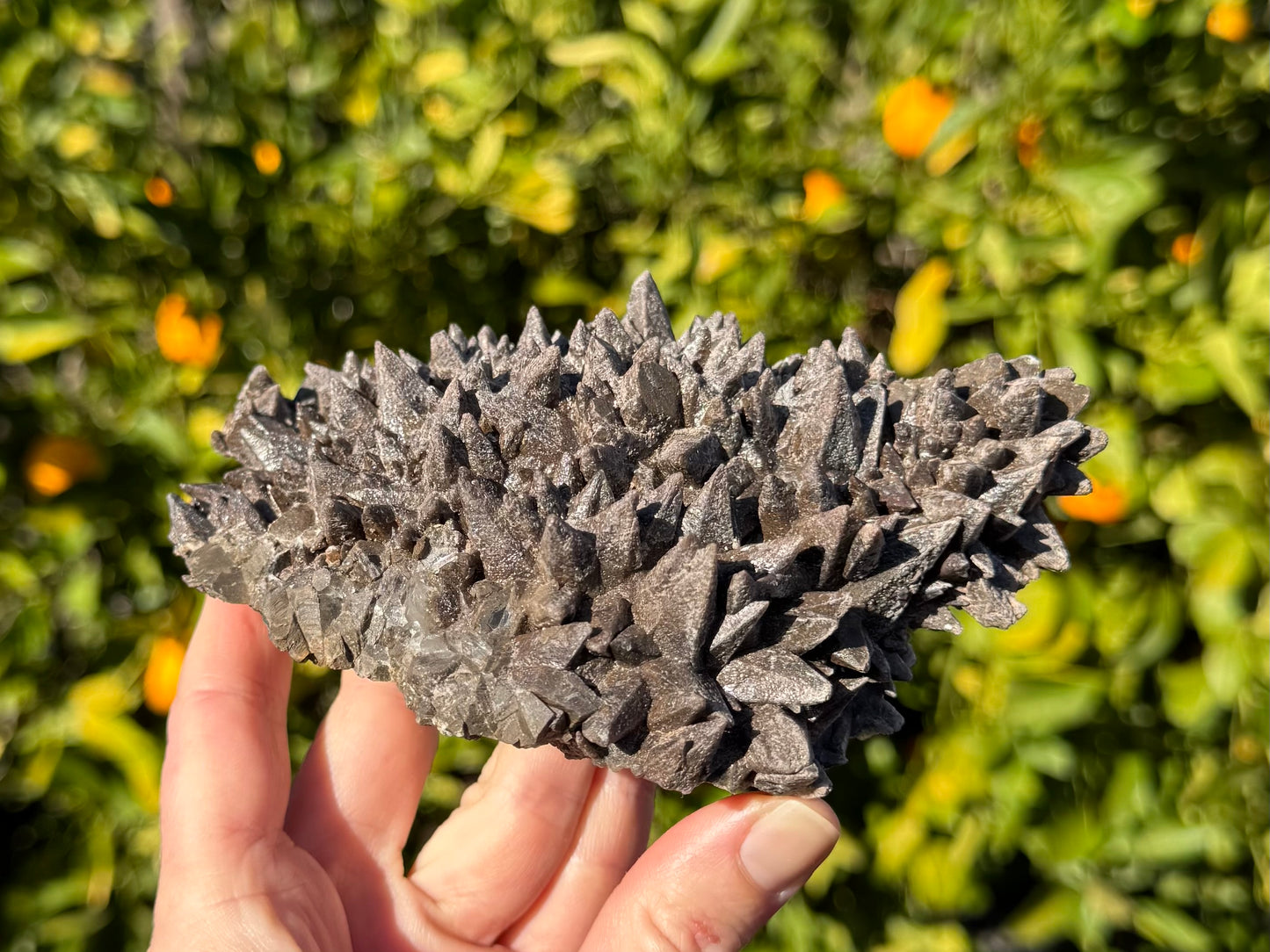 Another side of the specimen, a rounded form of large spikes in the center foreground. The left edge is broken, but point wrap around the right edge.