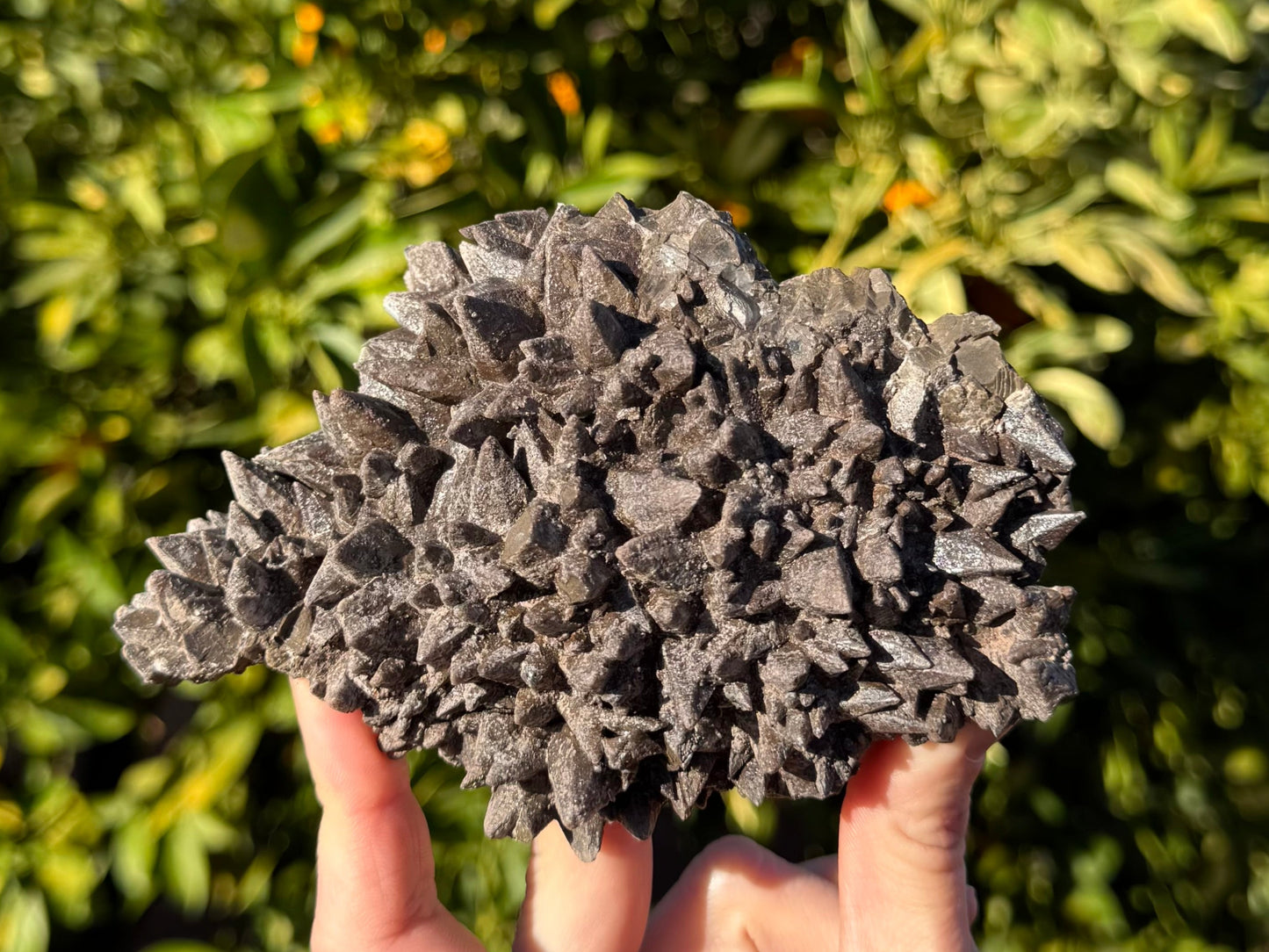 A large plate of dogtooth calcite with dark brown opaque coloration. The crystals are pointy, angled in different directions spreading out from the center. The luster is matte but produces a sheen on some crystal faces.