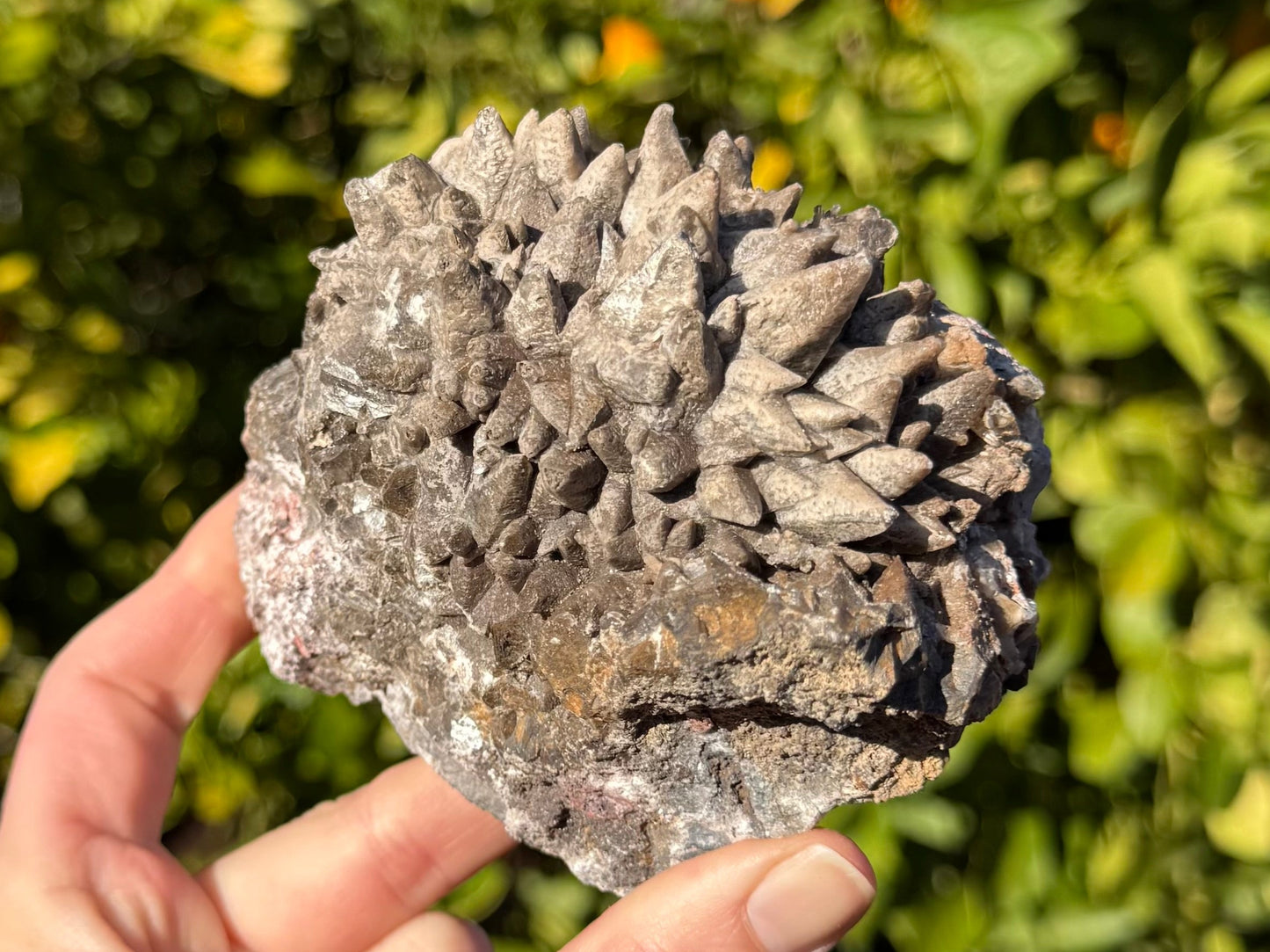 A large specimen of chocolate dogtooth calcite, a lighter tan color. The top of the specimen is rounded and covered with points, and the bottom is a rough rock matrix, with a rim of broken calcite between.