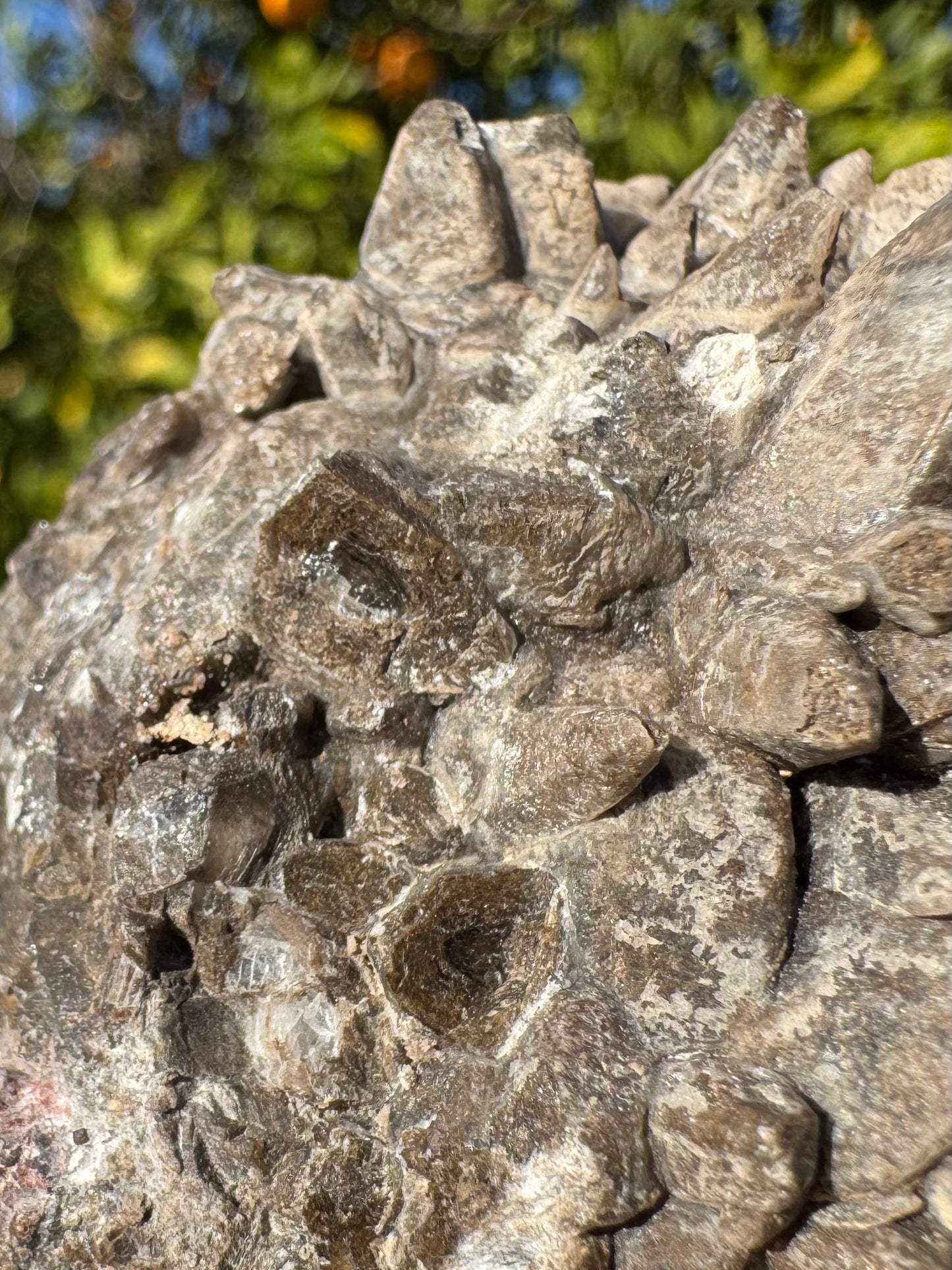 Detail of two larger cleaved crystals, with a translucent dark triangular center and thick yellow-brown border, with some light concentric ring pattern visible.