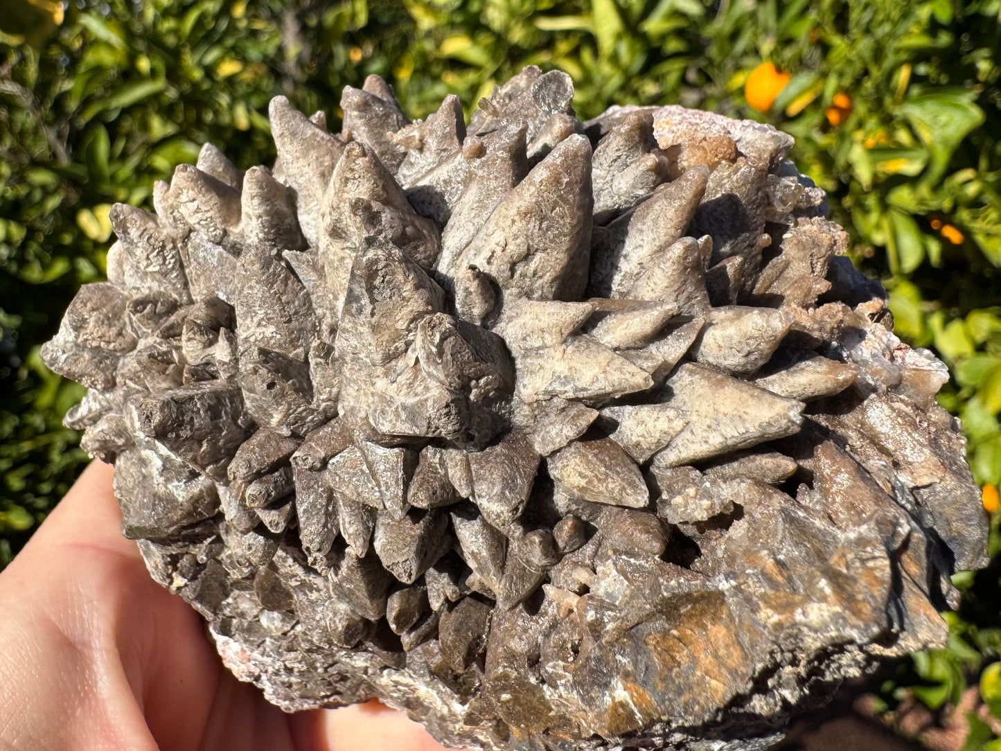 Detail of the top of the piece, with pointy crystals radiating out. They have a mottled coating of light tan mineral that makes the piece appear lighter colored. The edge has darker crystals.
