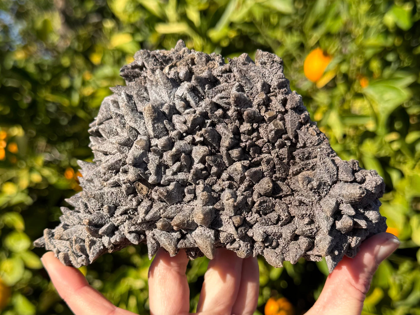 A large plate of dogtooth calcite with dark brown opaque coloration. The crystals are pointy, angled in different directions spreading out from the center. The luster is matte and rough.