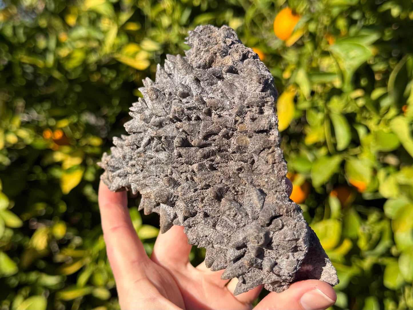 Side-view of the piece, showing layers of spikes across the length. There are a couple cleaved points in the foreground.