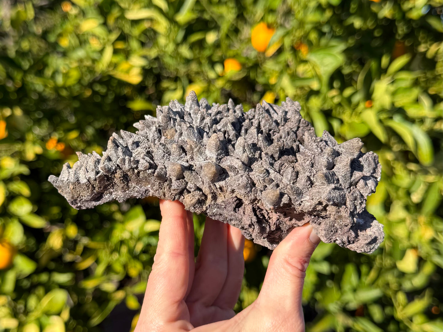 Side-view of the specimen, a slightly curved plate of calcite. The broken edge shows a rough matrix base with a layer of broken yellow-brown calcite. The points on top are dark brown coated with an almost milky rough layer, with some points tipped in more tan translucent mineral.