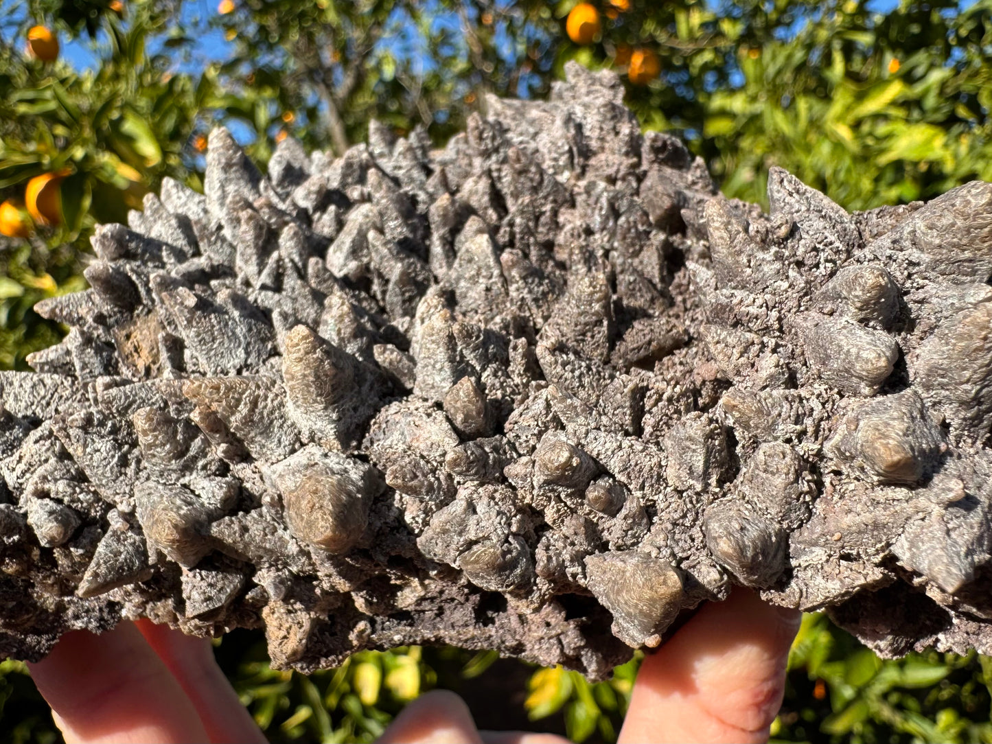 Close detail view of the surface, showing rough texture on the points and between them from mineral deposition.
