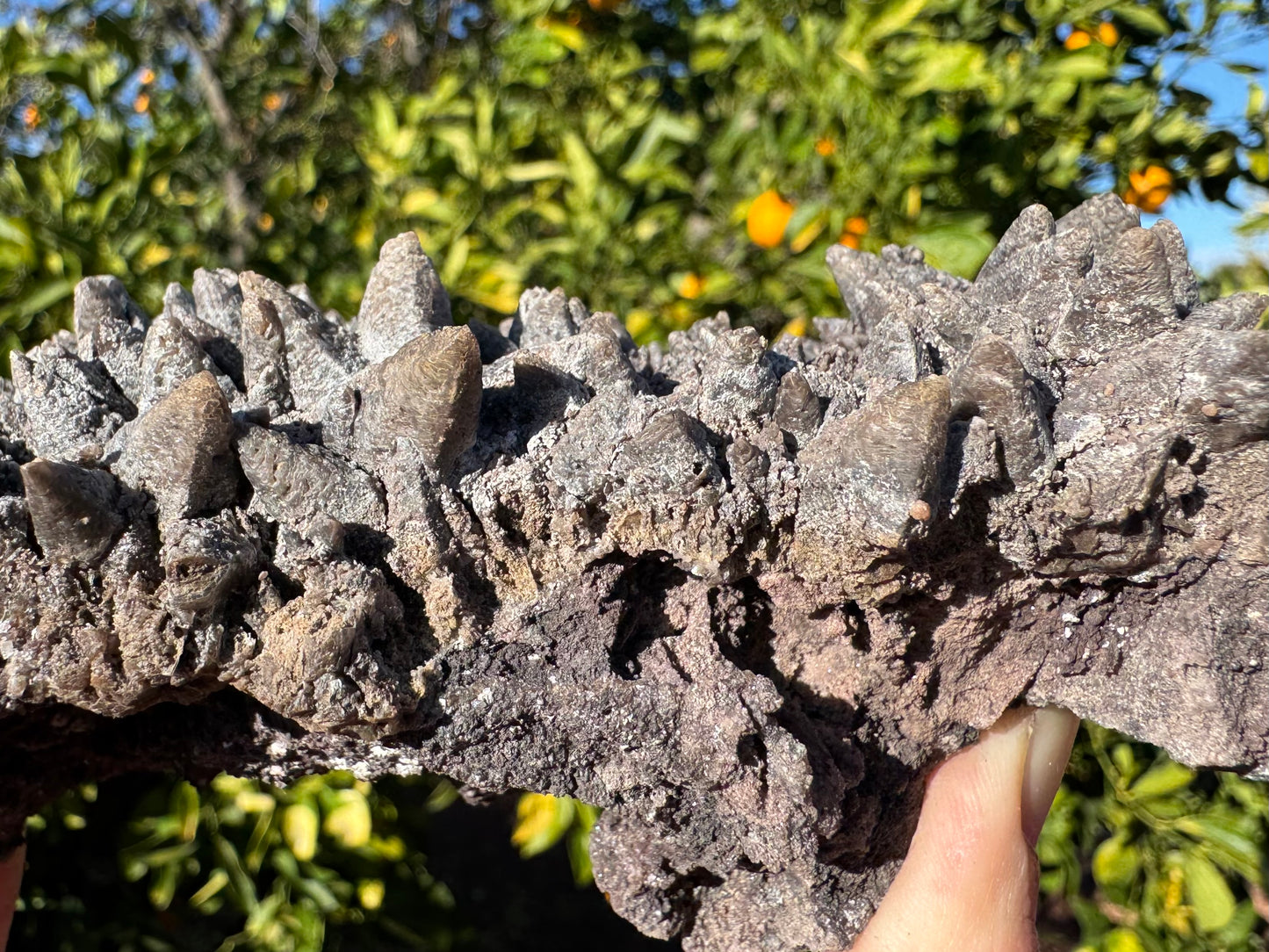 Detail of the edge of the piece, the calcite showing etching patterns and several of the points with lighter tips. Just to the right of center in the image, there is a small round mineral on the edge of a calcite point that is a peachy pink color.
