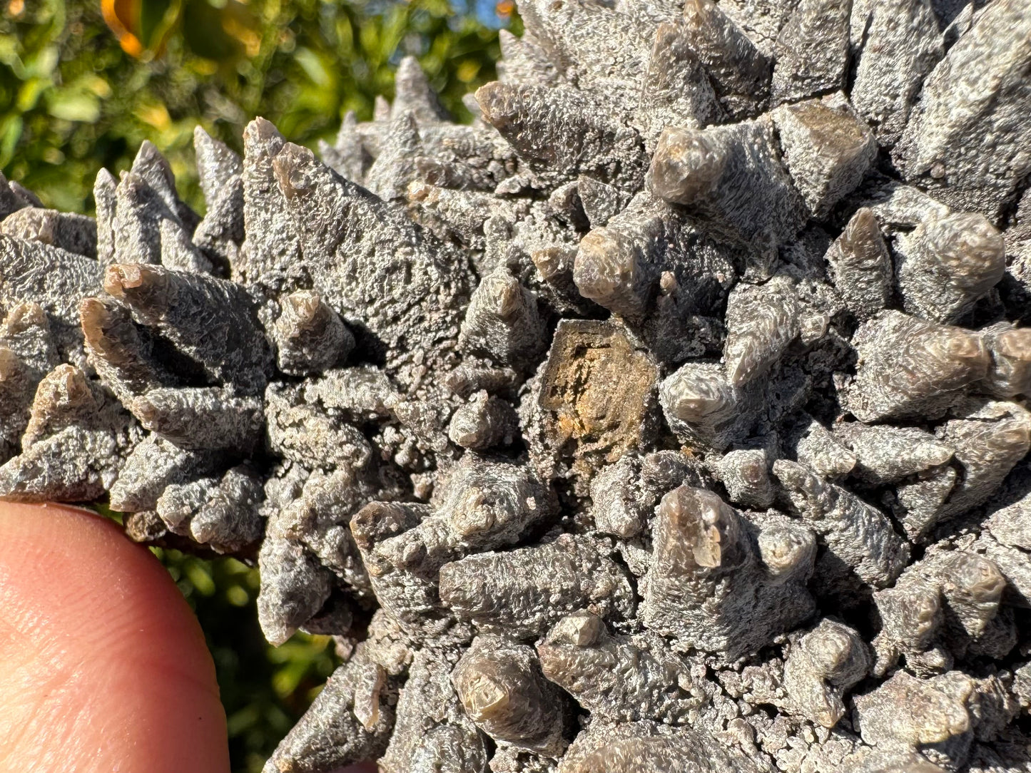 Close detail of the surface, focusing on a cleaved point that has left a flat, angled face. The face shows signs of etching into the surface, and color zoning of a lighter interior and dark brown border. Surrounding points have some translucency in the tips, their surfaces rough and whitish as if covered in ash. In areas, this lumpy overgrowth separates like scales.