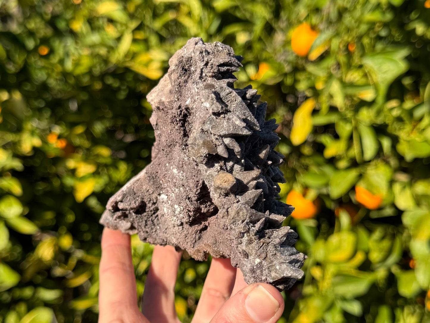 Side-view of the specimen, a somewhat thin curved plate of calcite with the crystals pointed to the left. The edge in the foreground has several cleaved crystals.