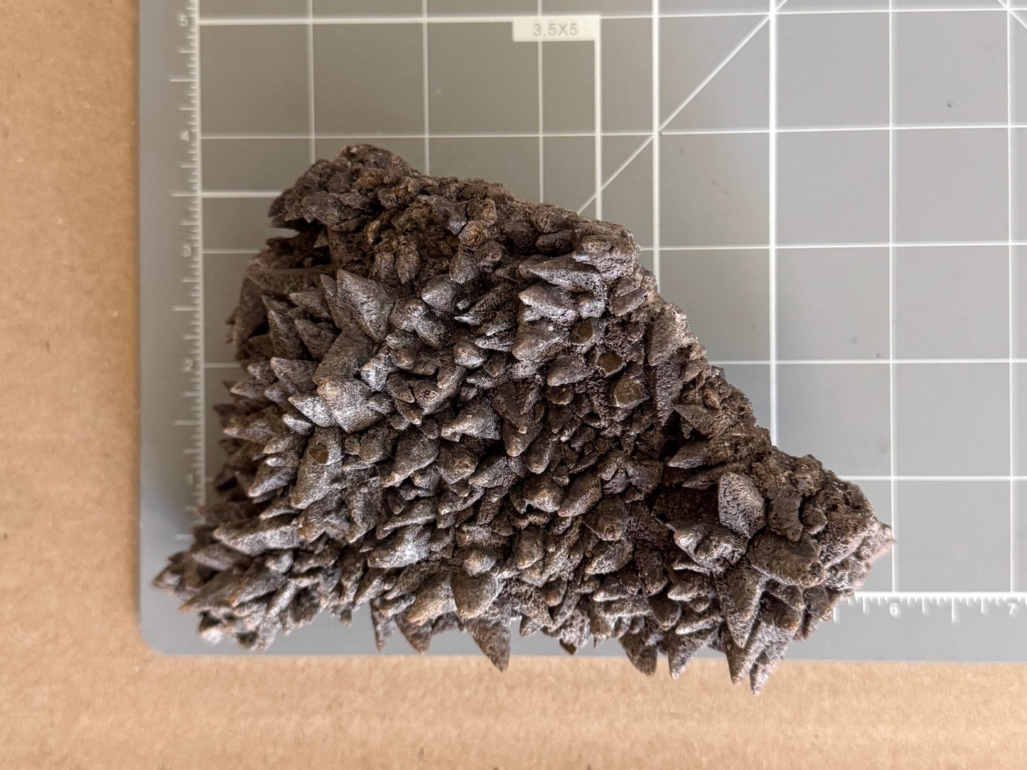 Scale image of the specimen on a measuring mat, measuring almost six inches long and three and a half inches wide.
