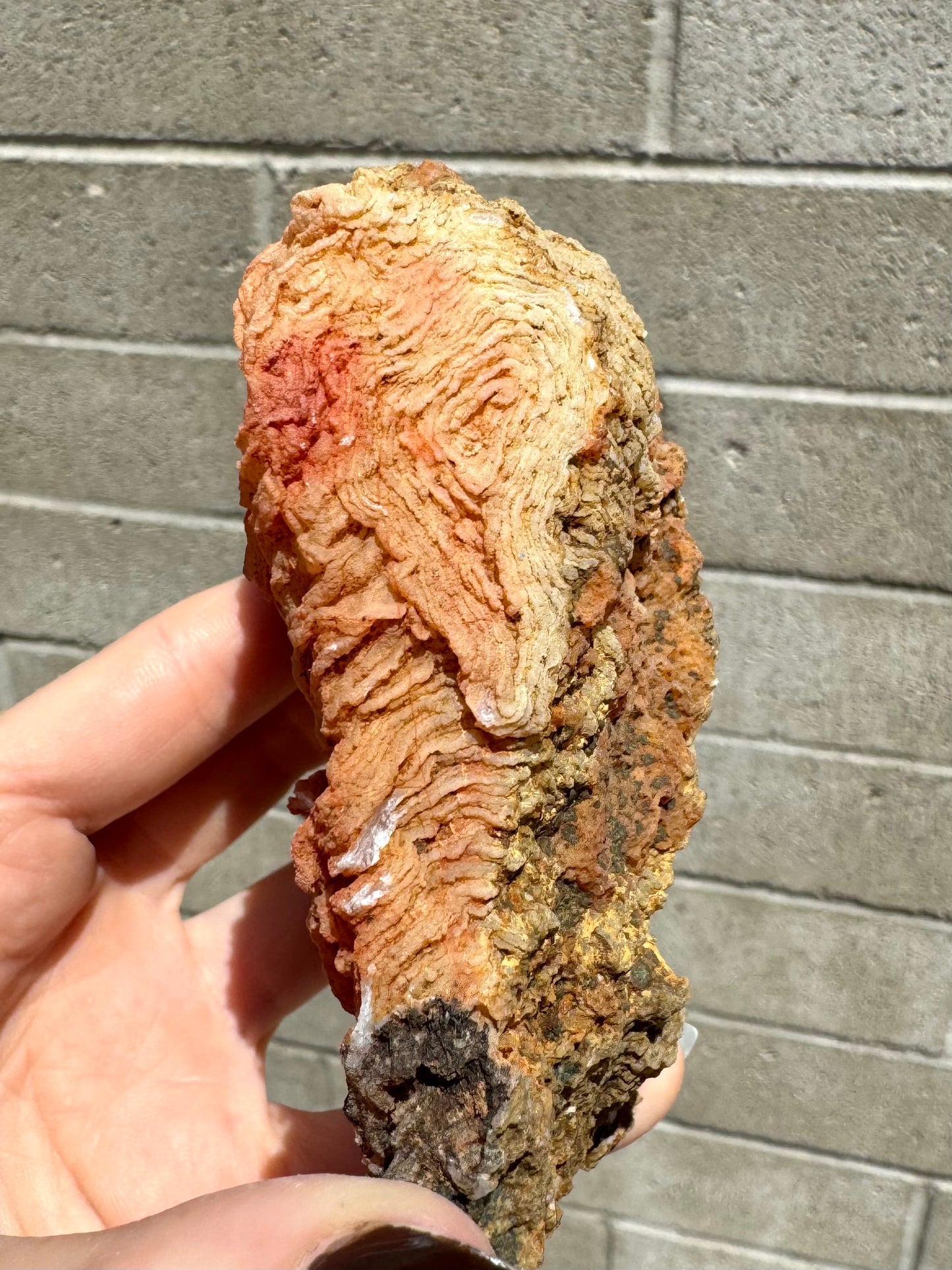 Full-sun side view of ramen-like growth in triangular shape in a color gradient from warm reddish to light yellow.