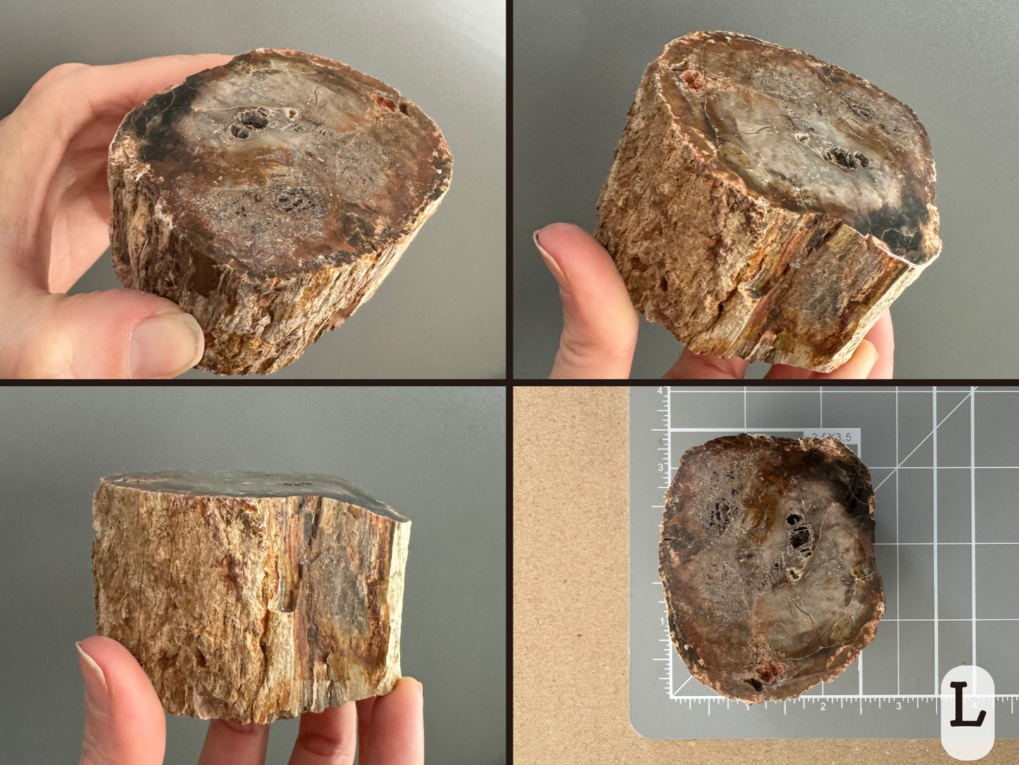 Option L, four views of a rounded-square slice with some patches of hollow growth in the center. The body color is a brown-gray with swirls of brown coming in from the sides and a black spot in one corner. The top isn't perfectly flat; on one end it slopes at an angle. It has rough wood pattern on the sides. The final image shows it sitting on a measuring mat, measuring about two and a half by two inches across.