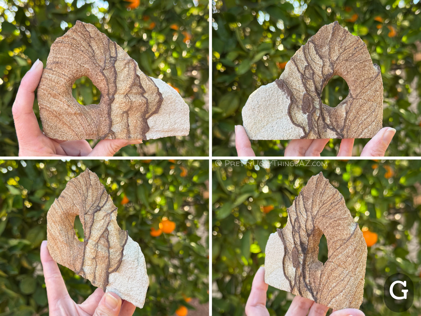 Four views of option G, a low flat wide arch with the round hole off-center under the peak of the arch. The main part of the arch is brown with subtle banding that turns into good scallop patterning. It ends and abruptly turns near-white for the low stretching point at the base.