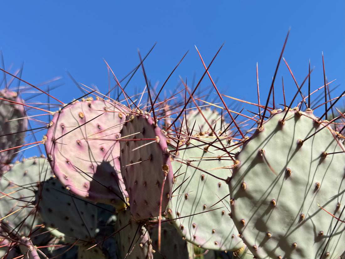 A cactus with thin light green pads tinted purple with stress coloration, and several-inch long spines