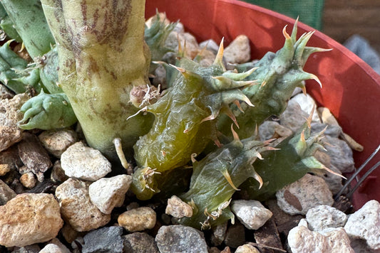 Detail of stems on a huernia melting due to root rot