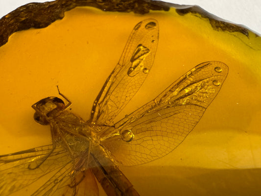 Detail view of a piece of golden-yellow imitation amber with a large dragonfly inside, and with bubbles stuck to its wings.