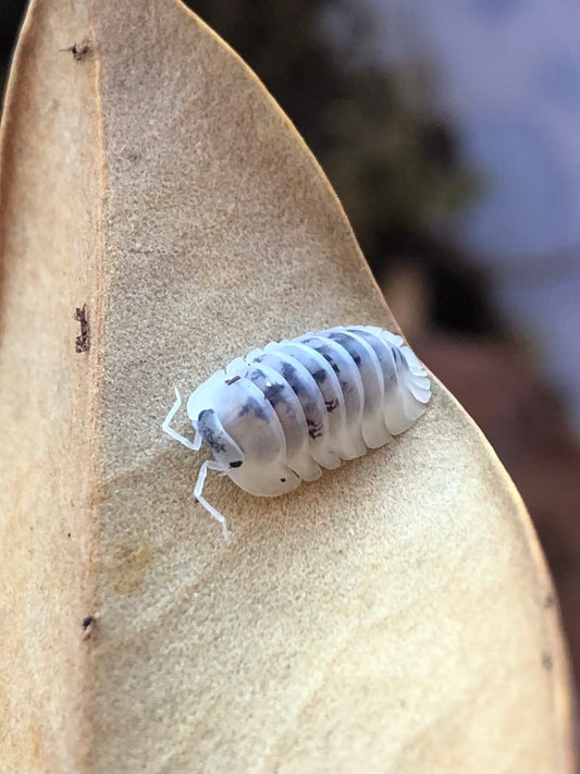 A Shiro Utsuri isopod on a magnolia leaf