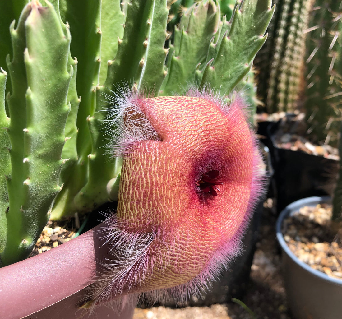 Stapelia grandiflora in bloom