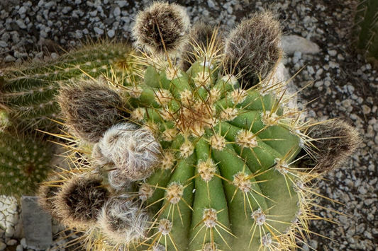 Top of a torch cactus with fuzzy brown buds