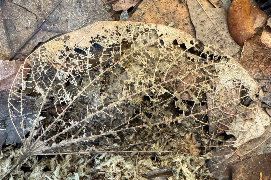 A large leaf that has been skeletonized by bugs