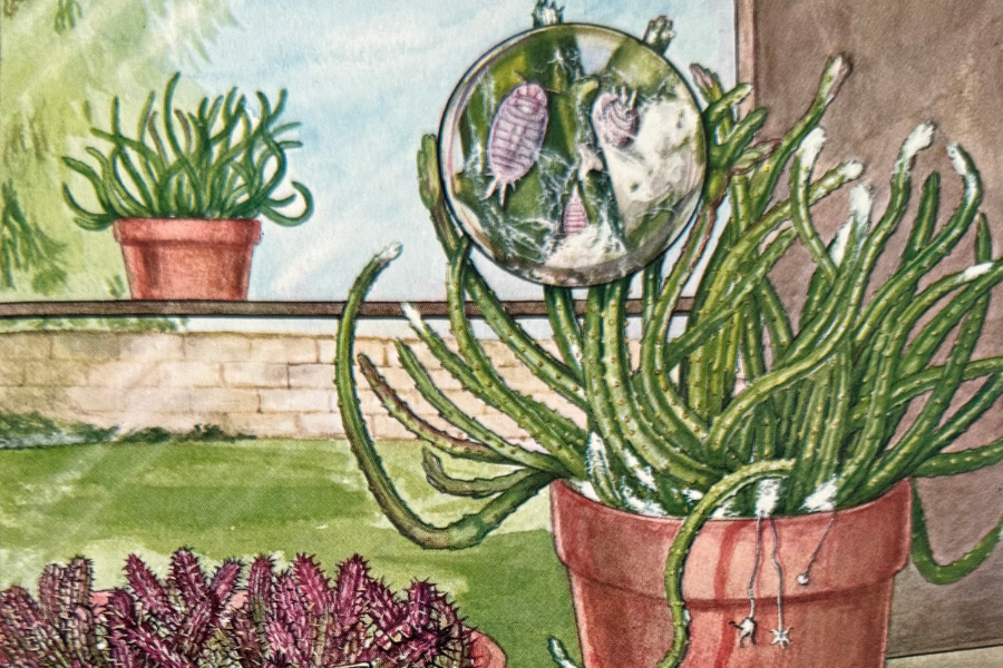 Detail of a color illustration of several stapeliad succulents in terra cotta pots in a window-sill, with a bubble showing a close up of a mealybug infestation