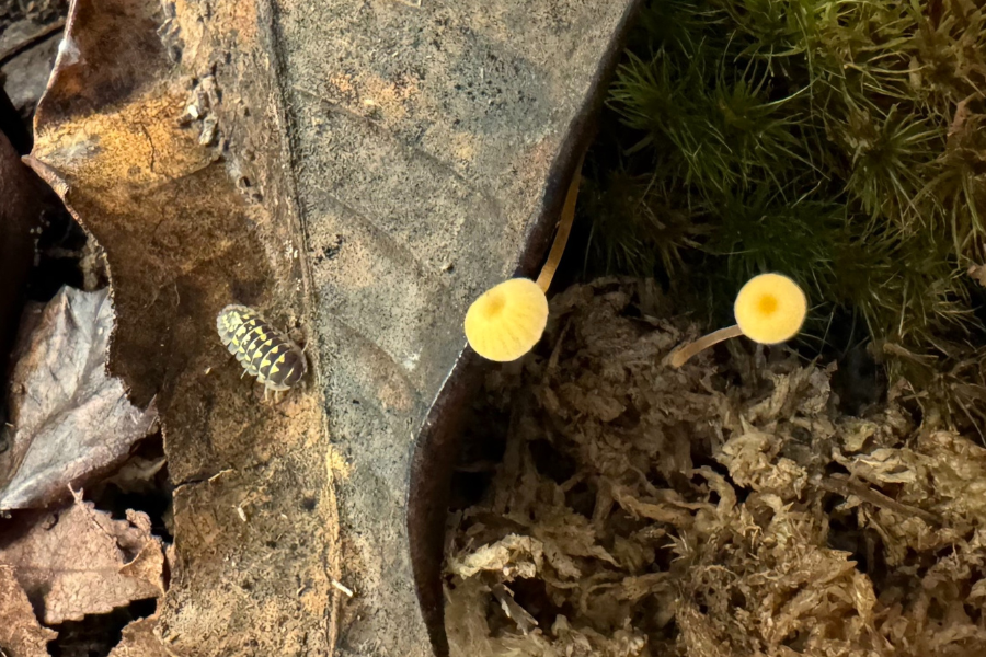 Looking down into a terrarium with dead leaves and moss, with two yellow mushrooms and a yellow-spotted isopod