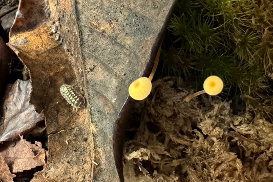 Looking down into a terrarium with dead leaves and moss, with two yellow mushrooms and a yellow-spotted isopod