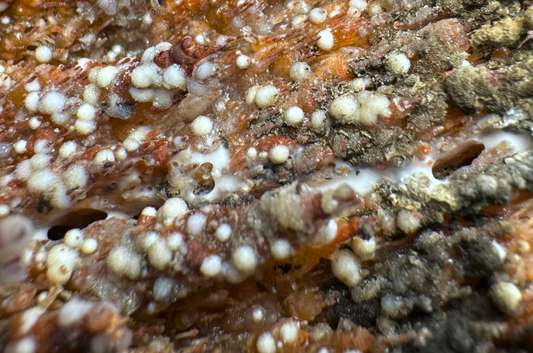 Detail of the surface of a chalcedony geode with a crack full of glue