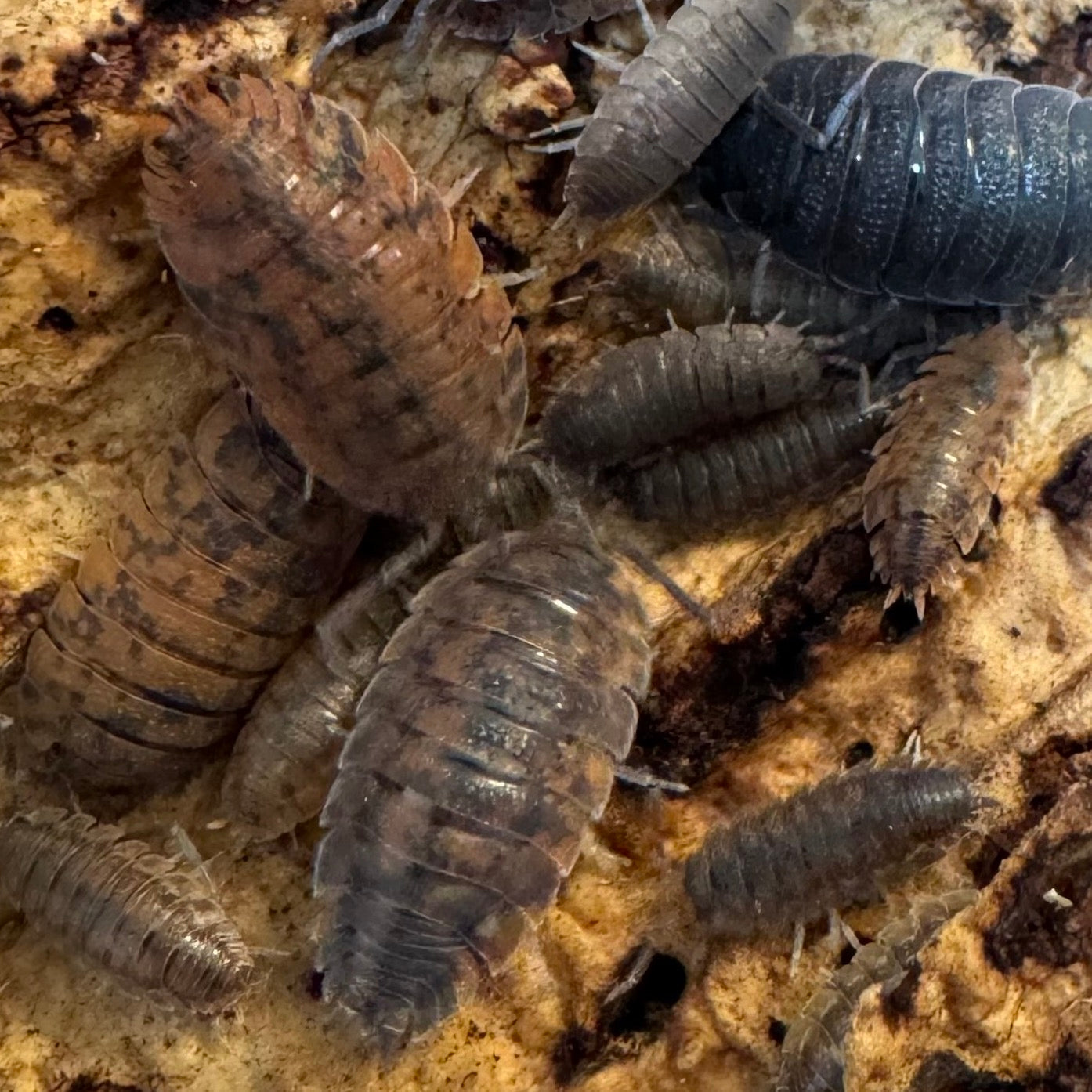 Porcellio scaber "calico" isopods