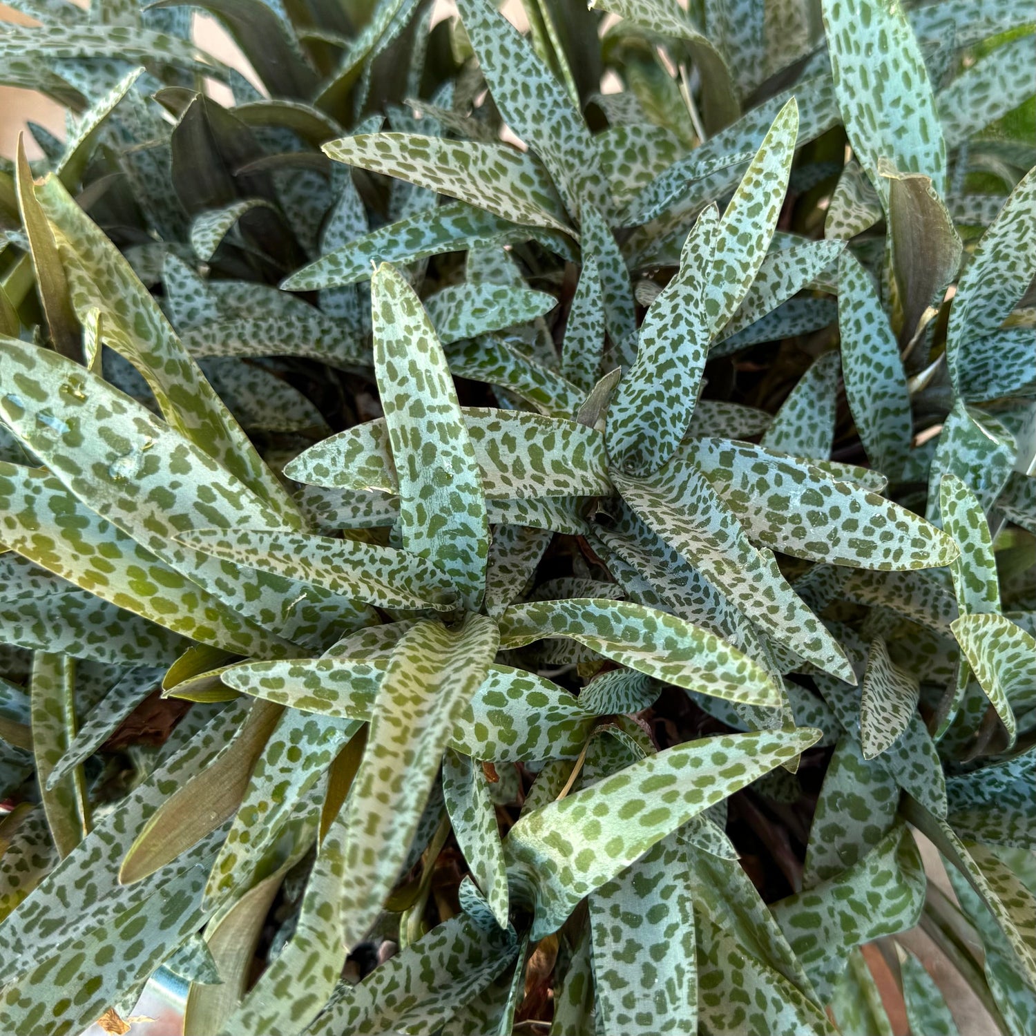 Silver squill plant