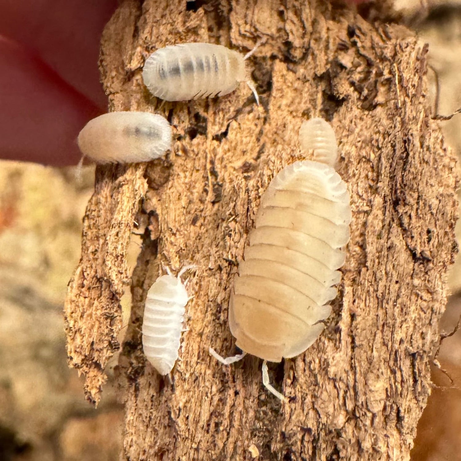 White "Glacier" isopods