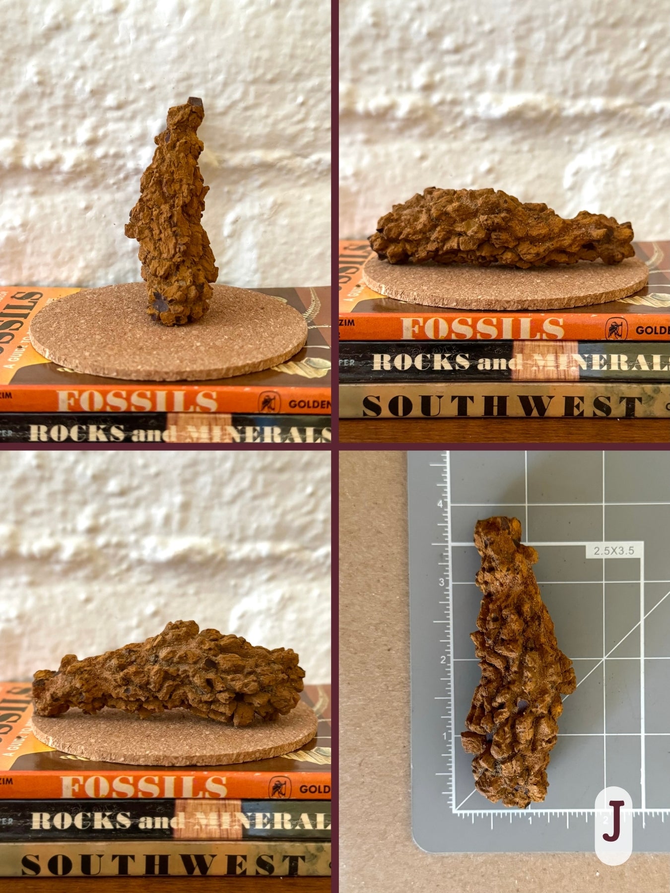 Option J, four views of a long thick fairly straight coprolite, with golden brown color. The final image shows the piece on a measuring mat, measuring about three and a half inches long.