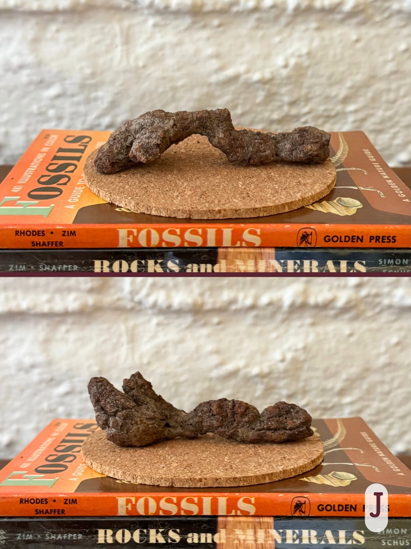 Option J, two views of an irregular, skinny dark brown coprolite. The center is thin, with an almost branched end on one side.