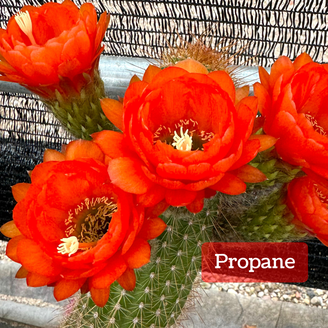 Captioned "Propane," several large vibrant orange flowers on a cactus. The petals are compact and rounded, with deeper color at the center. It has a light green color to the center, with pale yellow anthers and stigma.