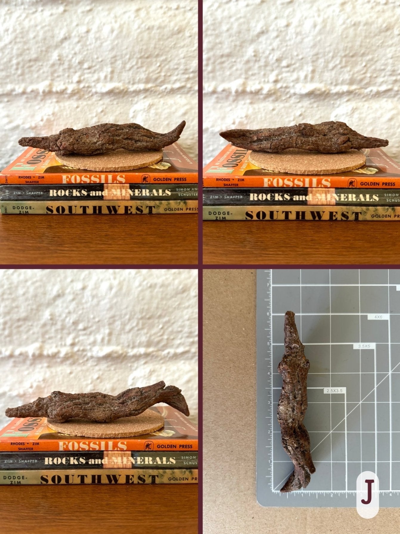 Option J, four views of a long thin coprolite that looks stretched, with both ends coming to a point, one curled up. Brown color. The final image shows the piece on a measuring mat, measuring almost six inches long.