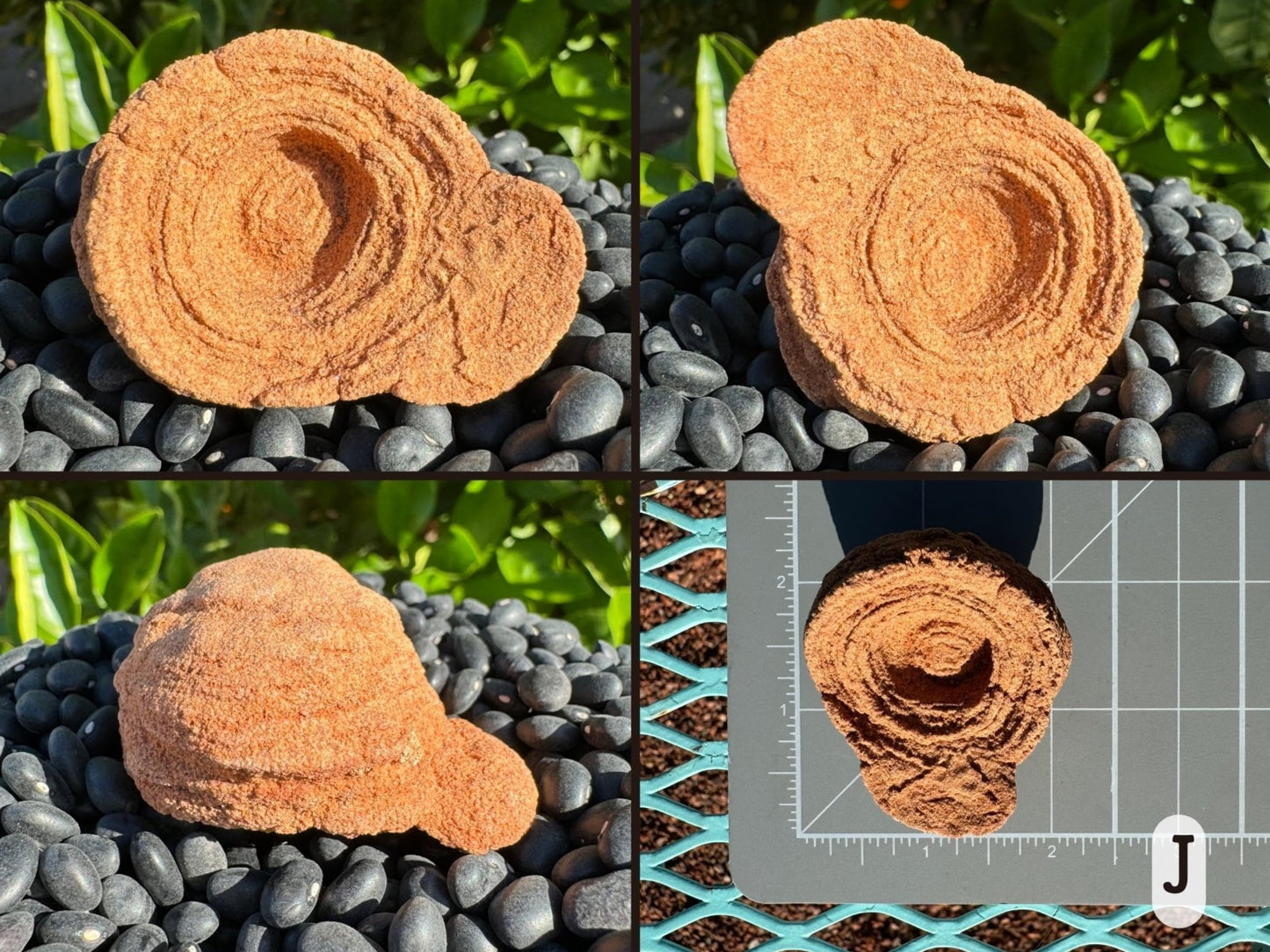 Option J, four views of a round pseudo stromatolite with good concentric layering. The piece has a flap sticking out on one side like a big ear. The piece is lighter yellow-toned in color. Picture four is the piece measuring just over two inches on a measuring mat