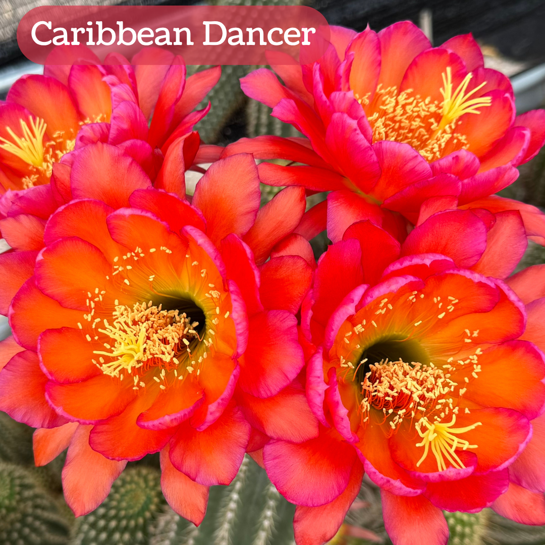 Caribbean Dancer torch cactus bloom, large wide petals that are somewhat cupped like a lotus flower. The petals have a gradient from a golden center to a hot pink border. The pistil and stamen filaments are light yellow with a light green center.