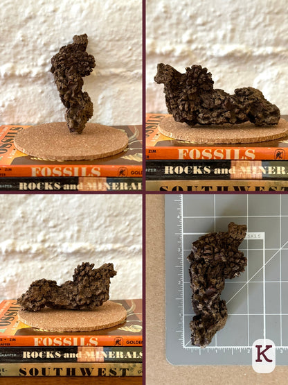 Option K, four views of a long twisted dark brown coprolite with one bunchy end. The final image shows the piece on a measuring mat, measuring about three and a half inches long.