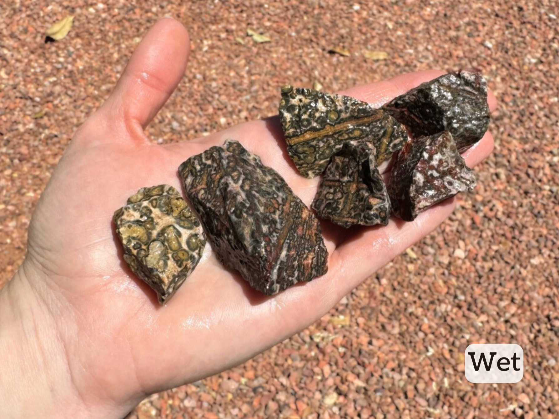 The same leopardskin jasper pieces as the prior image but now wet. The coloration of the pattern is darker and more vivid than when dry.